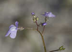 Apalachicola toadflax